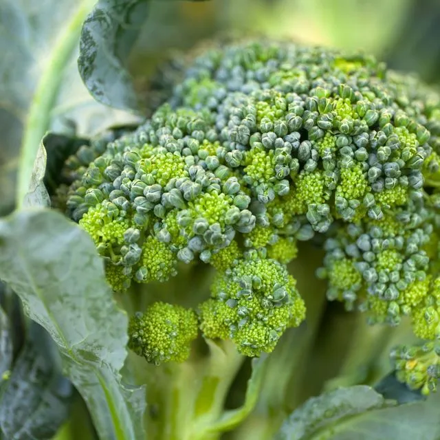 thumbnail for publication: Broccoli Production in the United States: Implications for Florida